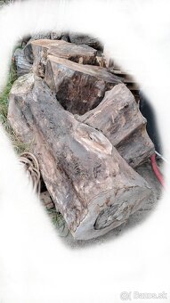 Predam orechove drevo - 9