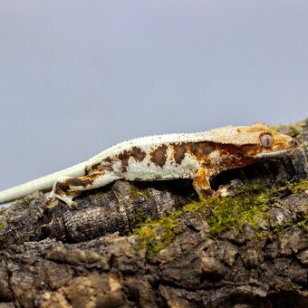 Pagekón riasnatý z chovu GeckoSVK - 9