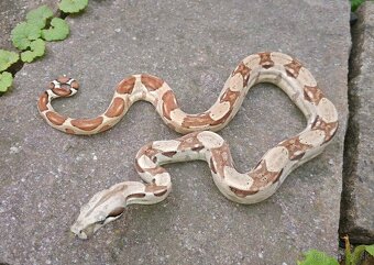 Boa imperator - Hypo Arabesque Keltic het Sharp Albino - 9