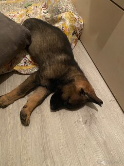 Nemecký ovčiak - 9