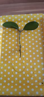 Zakorenené izbove rastliny - 9