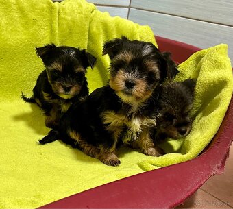 Yorkshire terrier - 9