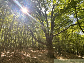 Záhrada v Stupave, s potenciálom na rekreáciu aj výstavbu - 9