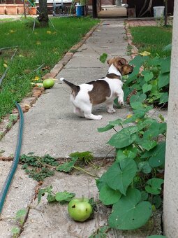 Jack Russel Terier šteniatka - 9