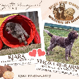 Lagotto romagnoli s PP - 9