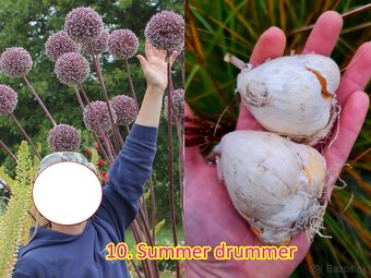 Okrasný cesnak 13 druhov od 0.15€ - 9