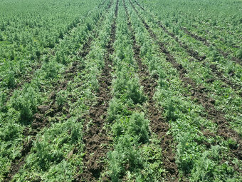 Medziriadkový kultivátor/ Strip till - 9