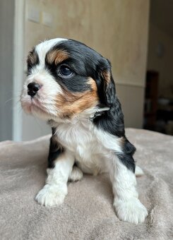 Cavalier - 9