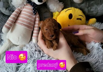 Pudel pudlik Mini toy Red ❤️ - 9