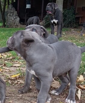 Cane Corso - 9