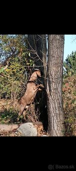 Anglonubijska koza a cap - 9