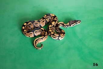 Pytón kráľovský/ Python regius - 9