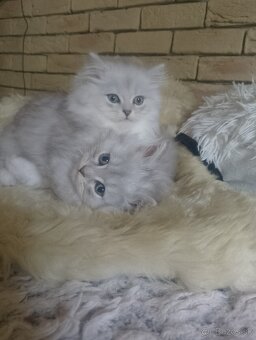 Predám nádherné mačiatka perzska cincila - 9