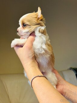 Golddust s PP, Yorkshire s PP, York - 9