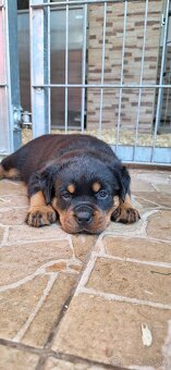 Steniatka rottweilera,rotvajlera,rtw,rotty s PP - 9