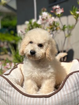 Pudel, pudla, poodle Puppy - 9
