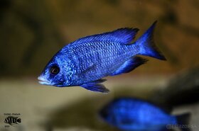 Africké cichlidy Malawi - 9