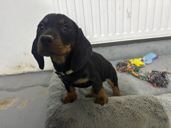 Jazvečík kratkosrstý - 9