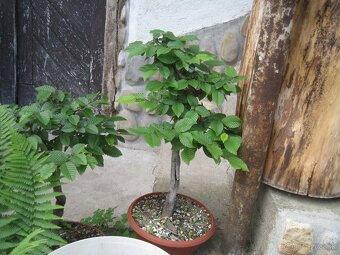 bonsai,bonsaj-hrab 13 - 9