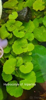 Akvarijne rastlinky z prestrihu - 9