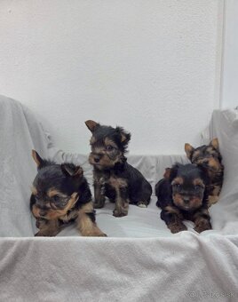 Yorkshirsky terier - 9