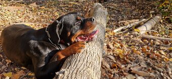 Predam steniatko Rottweilera, rotvajlera, rottvajlera,rotti, - 9
