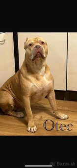 American Bully - 9