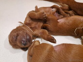 Írsky seter – šteniatka s PP na predaj - 9