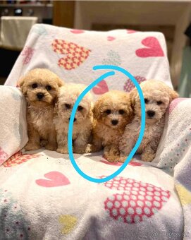 Apricot Maltipoo - 9