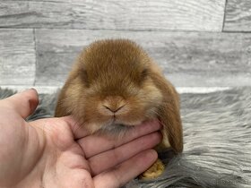 MiniLop, králik - 9