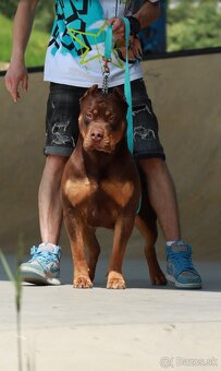 American Bully XL (Pitbull XXL) - 9