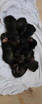 Jazvečík - 9