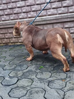 American bully - 9