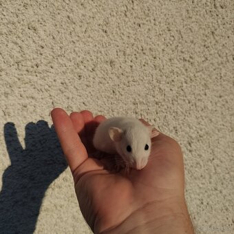 Potkaniky dumbo a štandart s VP - 9