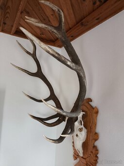 Trofej,parohy,parozie - 9