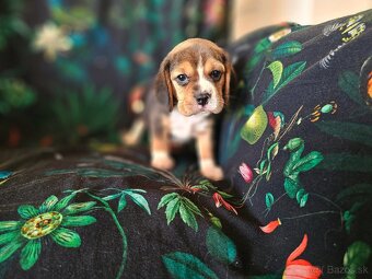 BEAGLE - bigl, beautiful puppies ZKwP/ FCI - 9