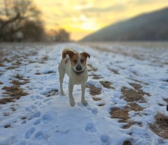 Darujem psíka Jack Russell teriér kríženec z stafordom - 9