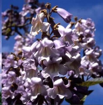 Paulownia Tomentosa rýchlorastúci strom - 9