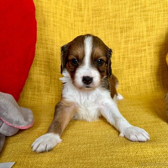 Šteniatka Kooikerhondje – Holandský vábič kačiek - 9
