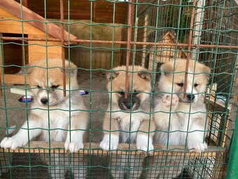 Akita Inu - 9