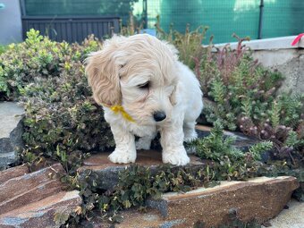 Maltipoo - šteniatko (fenka) - 9