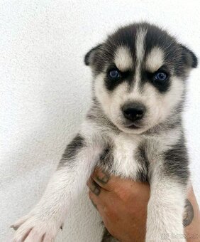 Šteniatka Husky ❤️ - 9