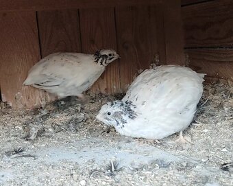 Kohuti prepelica japonska - 9