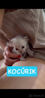 Mačiatka ragdoll - 9