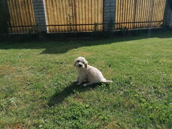 Predám šteniatka maltipoo - 9