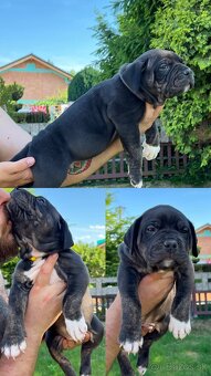 American bully xl s PP - 9