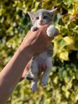 Darujem za veterinárne poplatky - 9