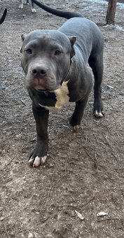 american bully s pp - 9