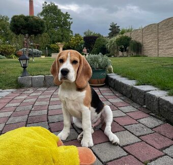 Bigel, bigl, beagle s PP - 9