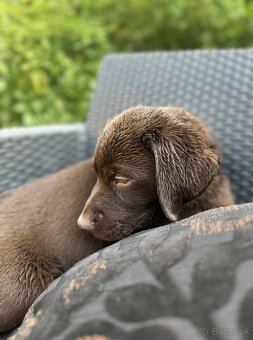 Šteniatka labradora – pripravené na odber - 9